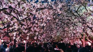 少し早かった！大阪造幣局の「桜の通り抜け」
