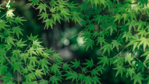 【青もみじ】「京都」で新緑が楽しめる おすすめスポット5選