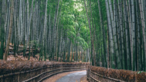 京都の静かで穴場な竹林  向日市の「竹の径」