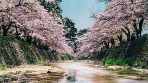 去年訪れた京都、兵庫（神戸）のオススメの桜の名所 2018年版
