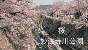 妙法寺川公園の桜｜Photo Journal Vol.50