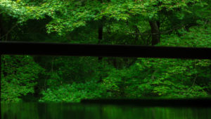 再び新緑の瑠璃光院へ -雨上がりは美しい-｜Photo Journal Vol.65