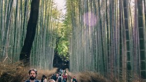 RX100で撮る京都嵐山の竹林の小径｜Photo Journal Vol.67