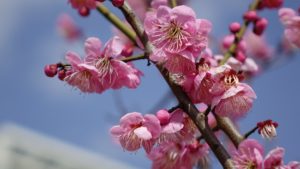 【2021年】岡本梅林公園 開花状況 (2月13日更新）