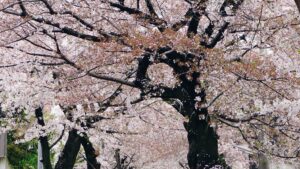 神戸 灘百選「桜のトンネル」が美しい！iPhone6とSONY α6000を持って花見散歩