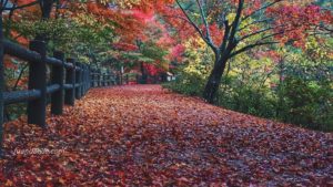 雨の紅葉がきれい 「神戸市立森林植物園」へ 神戸紅葉情報2015その② 期間限定ライトアップも実施